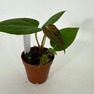 Anthurium 'Not The Mama' x self - 2 Seedlings [#1340]