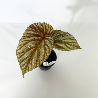 Z-4843 - Begonia brevirimosa (Silver Form)