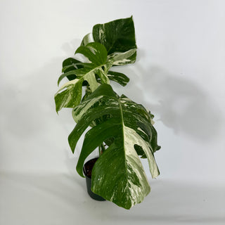 Monstera deliciosa var. borsigiana albo-variegata [#1353]