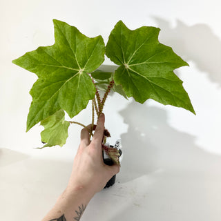 Begonia 'Ricinifolia' [#2051]