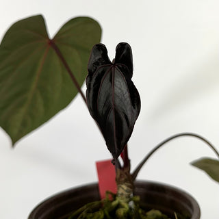 Anthurium 'Zara' x 'Amelia's Delight' [#1256]