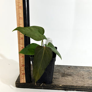 Anthurium 'Prince of Darkness' x indo portillae [#1981]
