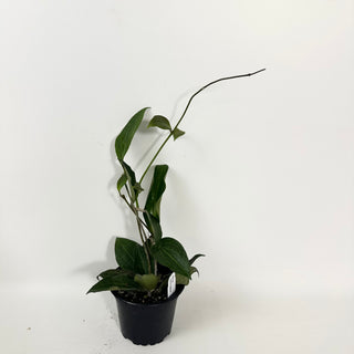 Hoya nicholsoniae (FKA hellwigiana)