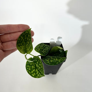 Scindapsus pictus "Green Form" (Hassk) [#2048]