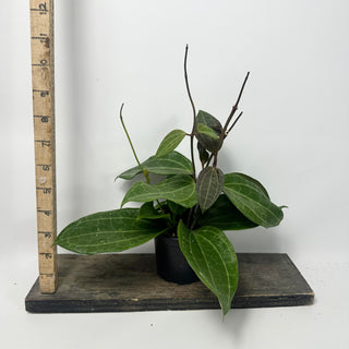 Hoya latifolia (Sulawesi GPS 8867) [#1898]