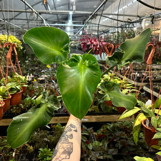 Philodendron rugosum (Aberrant Form)