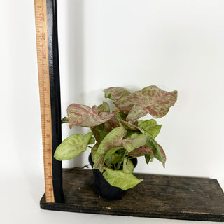 Syngonium podophyllum 'Pink Anya' [#2170]