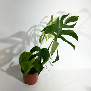 Monstera deliciosa var. sierrana [#1926]
