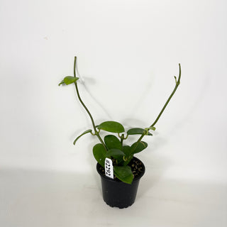 Hoya liangii [#2292]