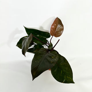 Philodendron 'Orange Princess' (Non-TC)  [#1159]