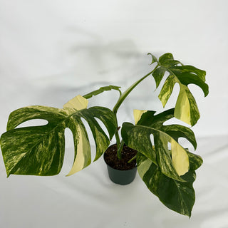 Monstera deliciosa 'Marmorata' [#1520]