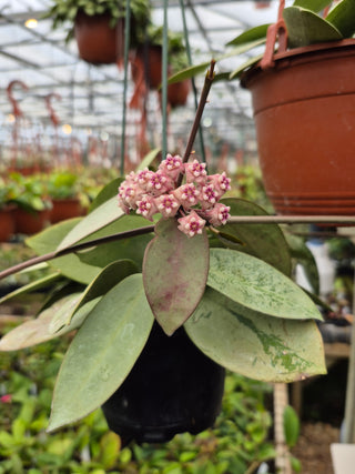 Hoya 'Silver Dollar'