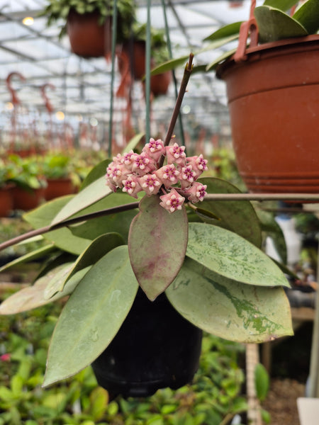 Hoya 'Silver Dollar' – Steve's Leaves