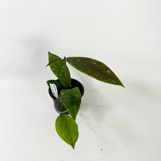 Hoya sp. Aceh Shogun [#1876]
