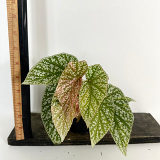 Begonia 'Snow Capped' (Variegated) [#2109]