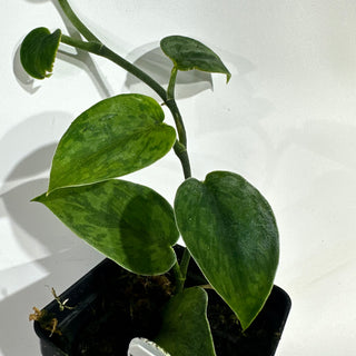 Scindapsus pictus 'Green Army' [#1955]
