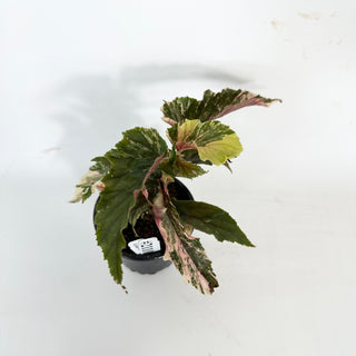 Begonia 'Ginny Galaxy' [#2110]