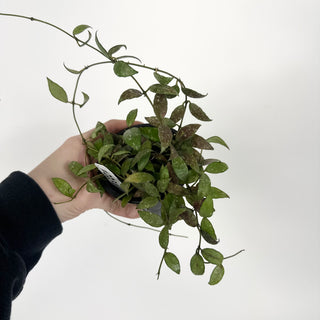 Hoya lacunosa (Durian Perangin) [#2231]