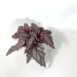 Begonia 'Lamoon' [#2174]