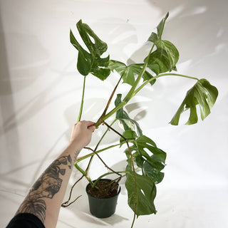 Monstera deliciosa var. borsigiana albo-variegata [#1967]