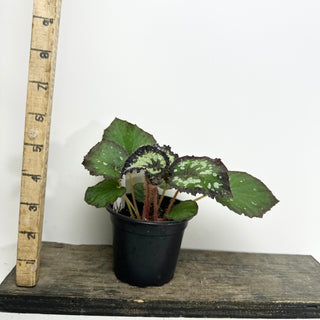 Begonia 'Randy MK2' [#2134]