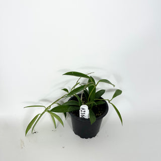 Hoya stoneana [#2166]