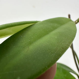 Hoya revolubilis [#2412]