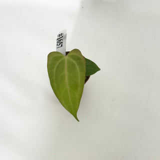 Anthurium 'Amelia's Delight' x 'Delta Force' - Seedling [#1657]