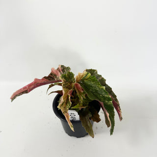Begonia 'Ginny Galaxy' [#2494]