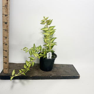 Hoya bella 'Luis Bois' [#1923]