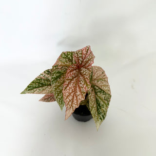 Begonia 'Snow Capped' (Variegated) [#1698]