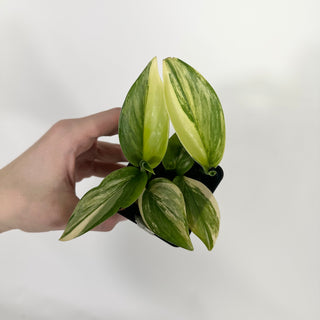 Z-4571 - Scindapsus pictus 'Rubicon'