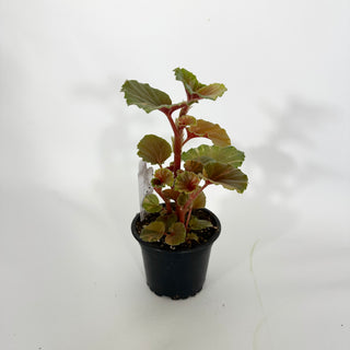 Z-4545 - Begonia cucullata (variegated)