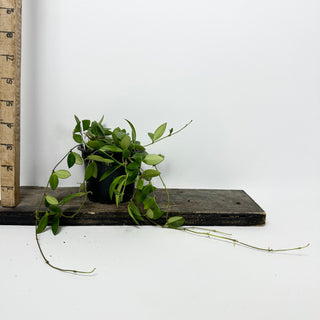 Hoya 'Mini Pixie' [#2336]