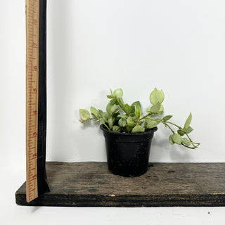 Hoya lacunosa Orange Skin [#1720]