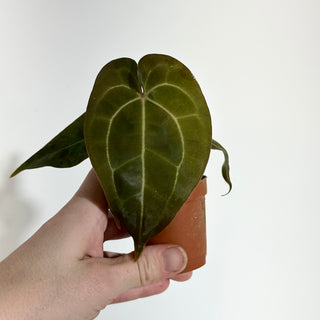 Anthurium forgetii/'Ace of Spades' x 'Arnold Schwarzenegger' - 2 Seedlings [#1979]