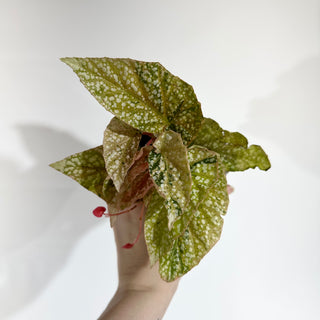 Begonia 'Snow Capped' (Variegated) [#1771]