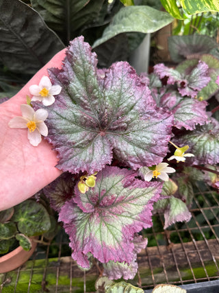 Begonia 'Harmony's Daenerys'