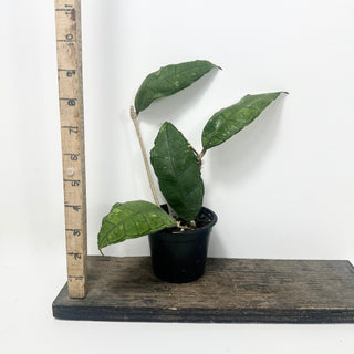 Hoya sp. Nong Nooch [#1961]