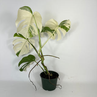 Monstera deliciosa var. borsigiana albo-variegata [#2090]