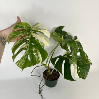 Monstera deliciosa var. borsigiana albo-variegata [#2089]