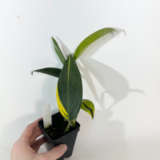 Z-5279 - Scindapsus coriaceus variegated