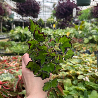Begonia 'Steve's Leaves Donnie Brown'