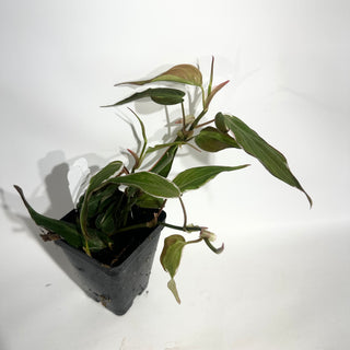 Z-5012 - Philodendron hederaceum ‘Micans Halo’
