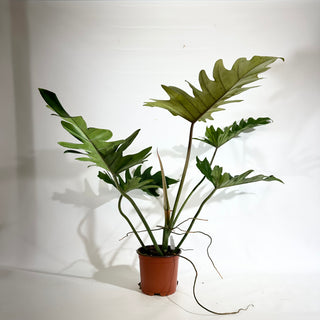 Philodendron 'Henderson's Delight' (Non-TC) [#1970]