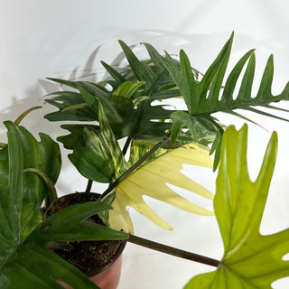 Philodendron 'Florida Beauty' x tortum [#1975]