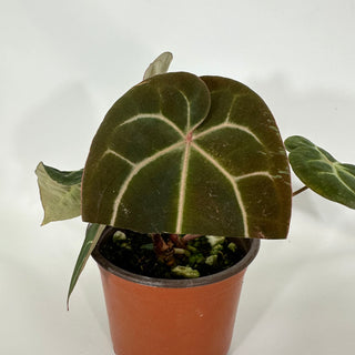 Anthurium 'Zara'/'Michele' x aff. besseae [#1347]