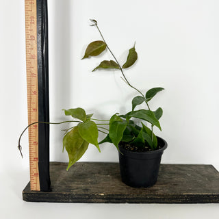 Hoya chloroleuca [#2164]