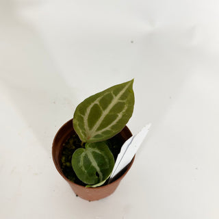 Anthurium 'Tezula Dreamweaver'/dorayaki x 'Arnold Schwarzenegger' - Seedling [#1518]