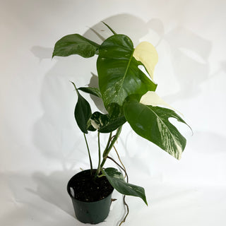 Monstera deliciosa var. borsigiana albo-variegata [#1850]